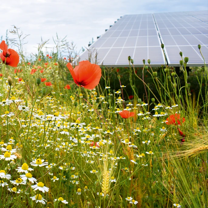 Pflanze im ökologischen Solarpark